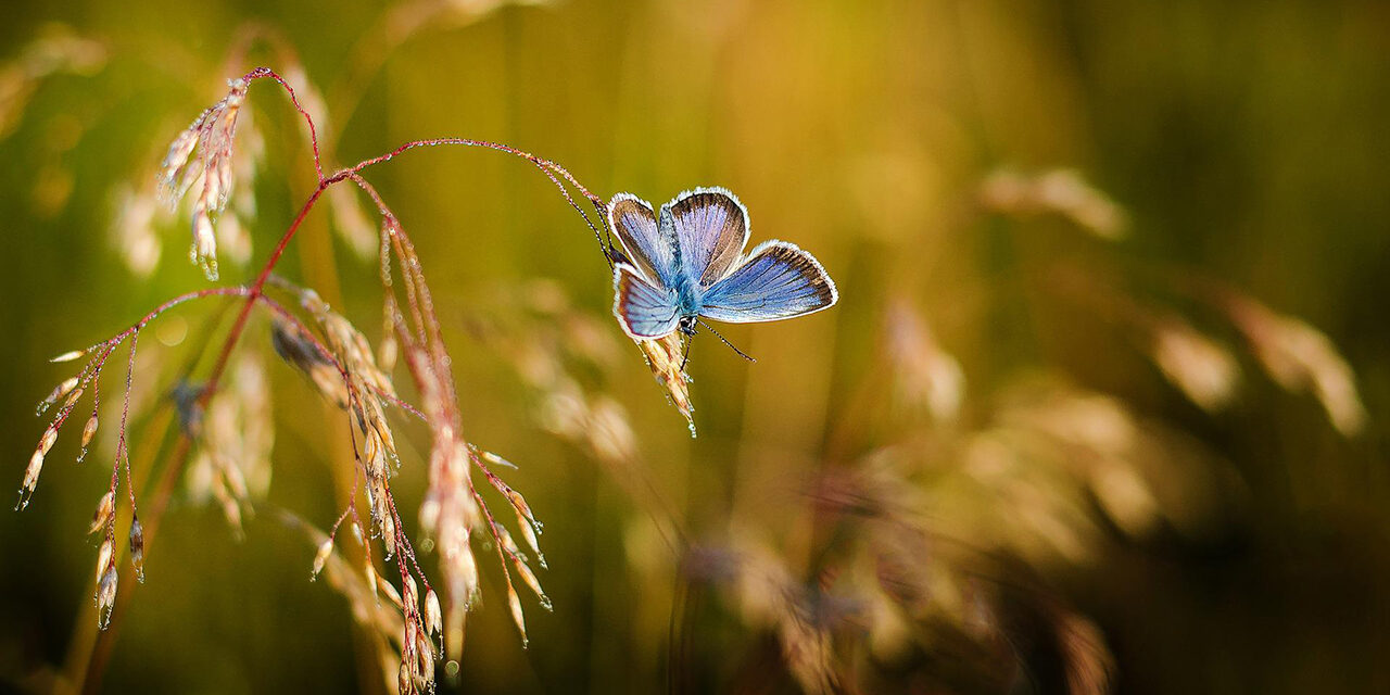 »Im Schmetterlingsflug der Ewigkeit« – Gedichtzyklus