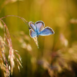 »Im Schmetterlingsflug der Ewigkeit« – Gedichtzyklus
