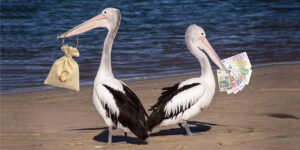 Zwei Pelikane mit Geld in den Schnäbeln zum Beitrag "Spar-Pelikane"
