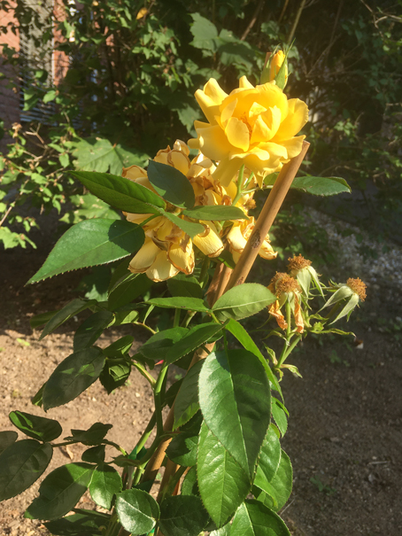 Eine gelbe Rose im Gedenken an Toni Bayer