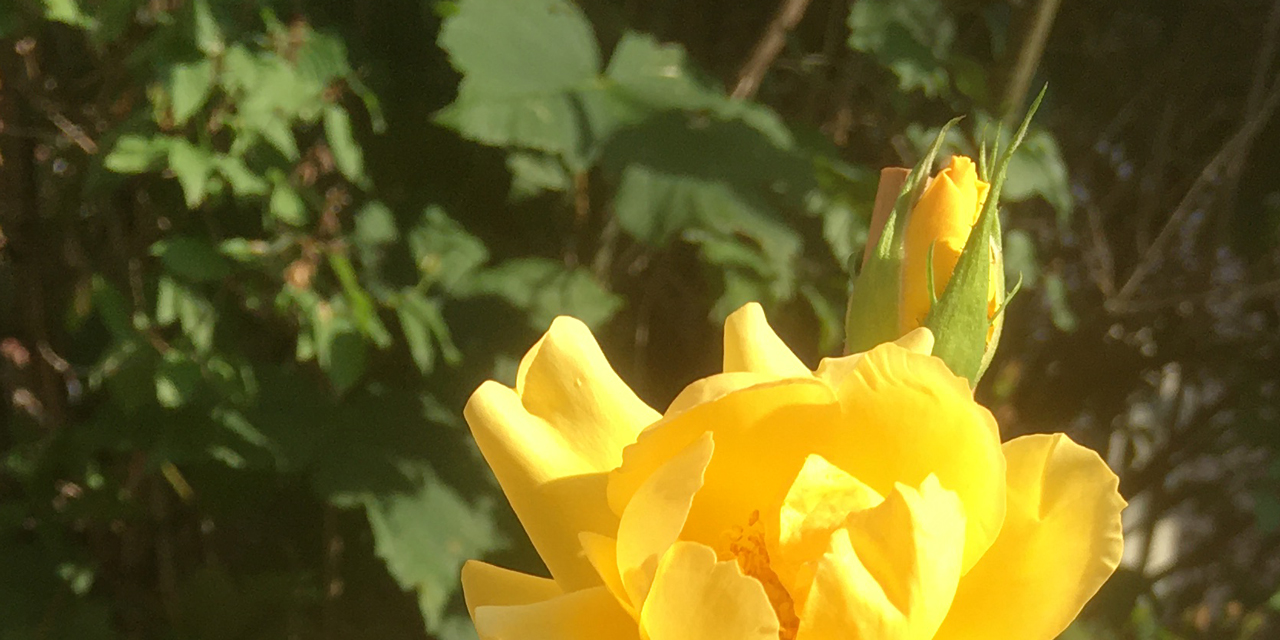 »Du bist unvergessen!« – Eine Rose für Toni Bayer