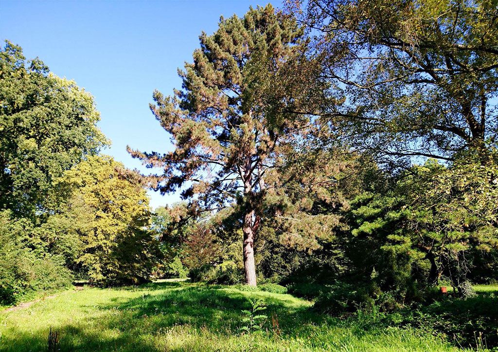 In der Kölner Flora