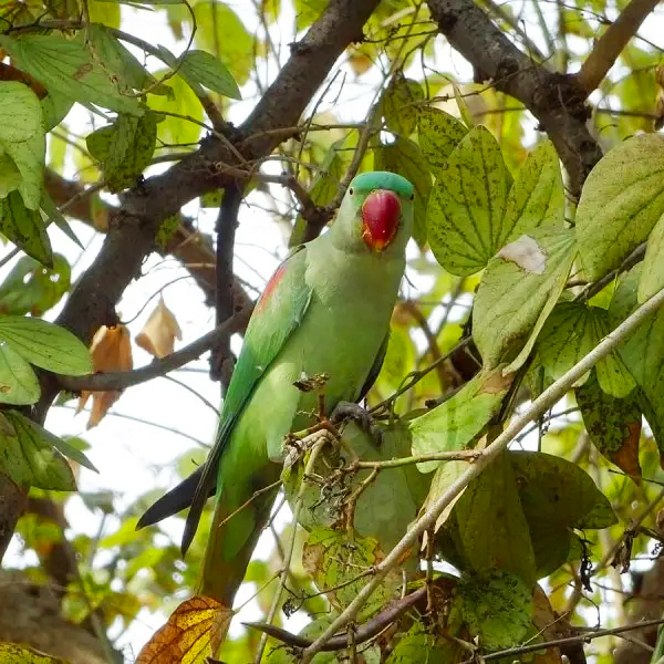 Alexandersittich (Psittacula eupatria) | CC BY 4.0 | ANIMALIA