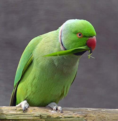 Halsbandsittich (Psittacula krameri) | Von Clément Bardot | Eigenes Werk | CC BY-SA 4.0 | Wikimedia Commons