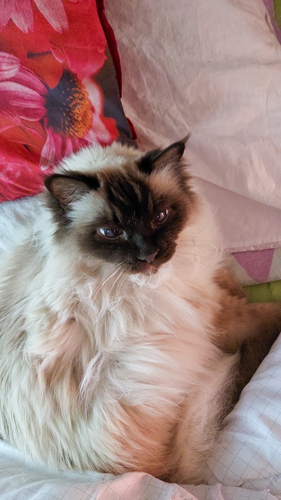 Meine Katze Max